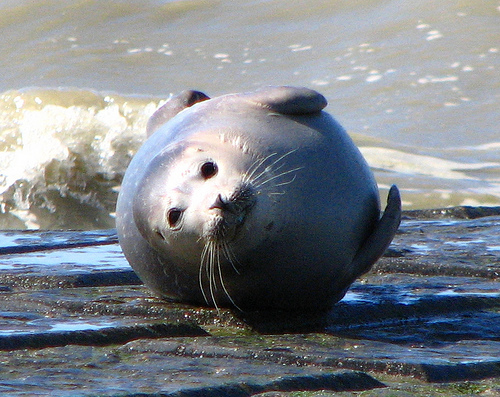 Image of seal