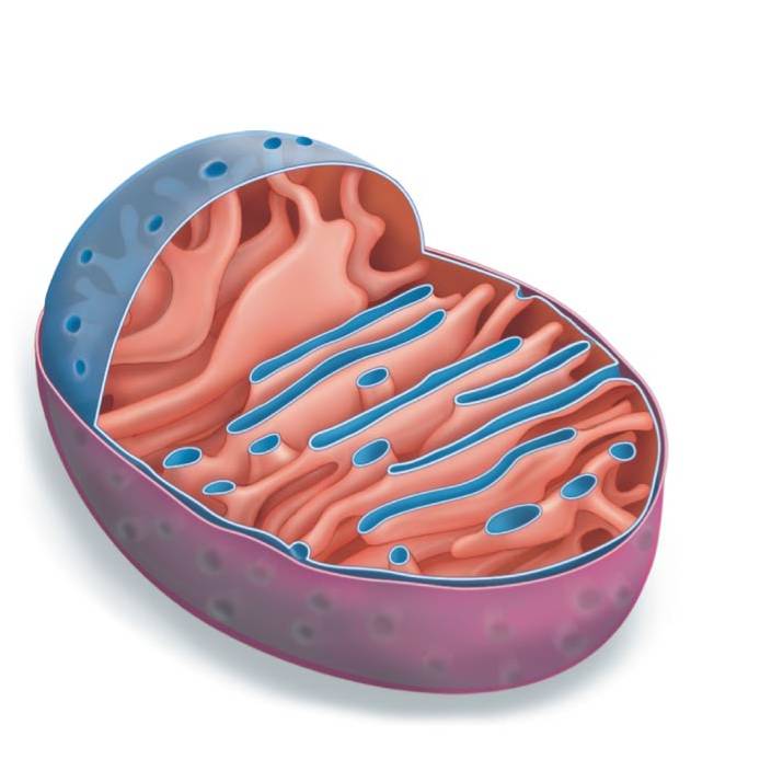 mitochondria.jpg
