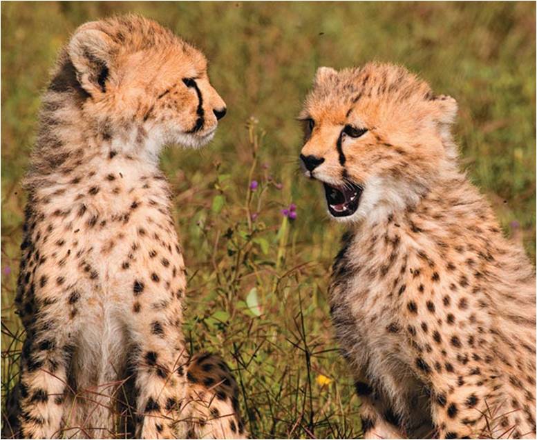 Two cheetahs.