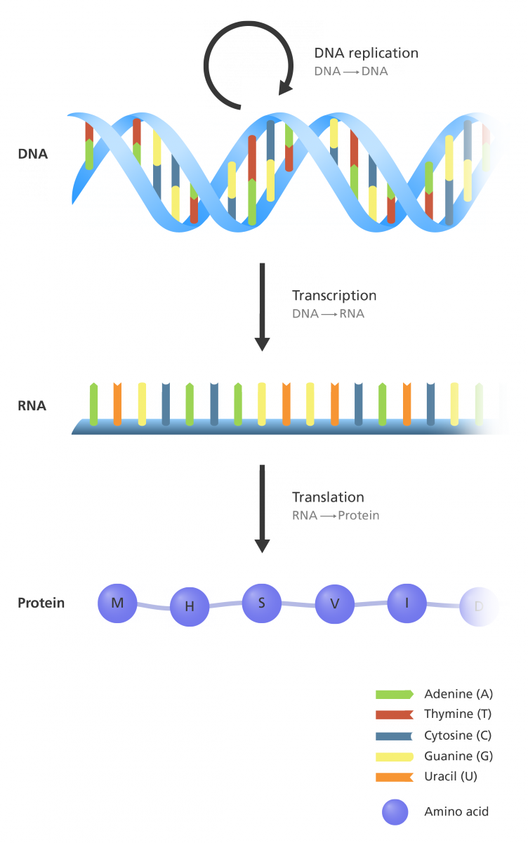 DNA is replicated for growth, repair, and reproduction and is translated into proteins
