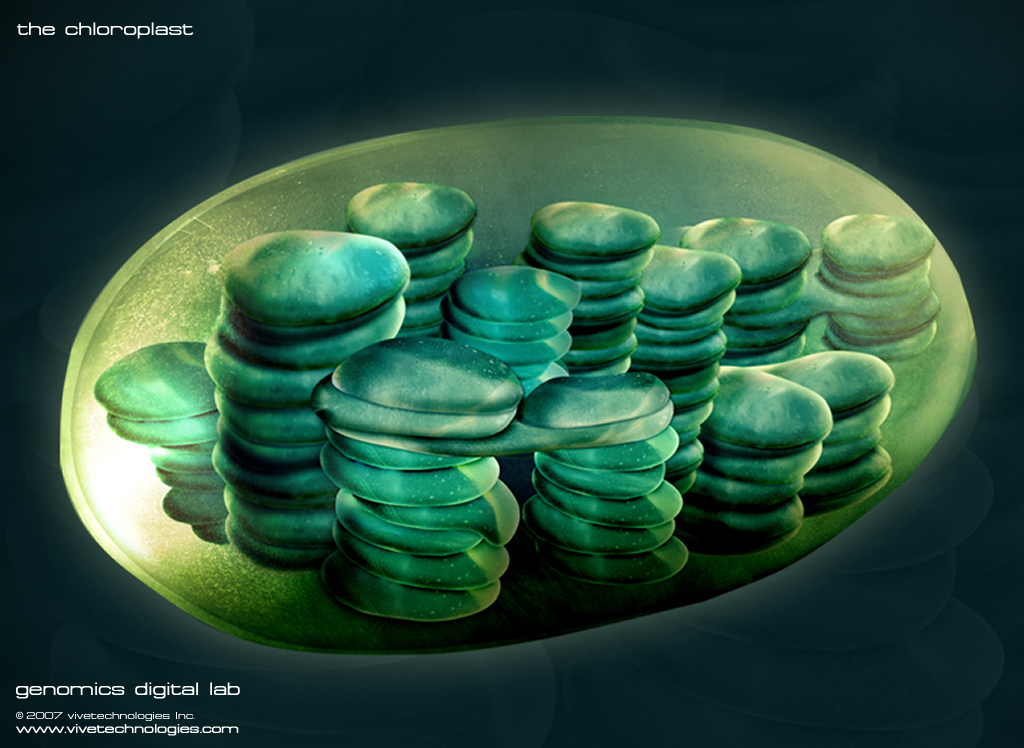 chloroplast 3D