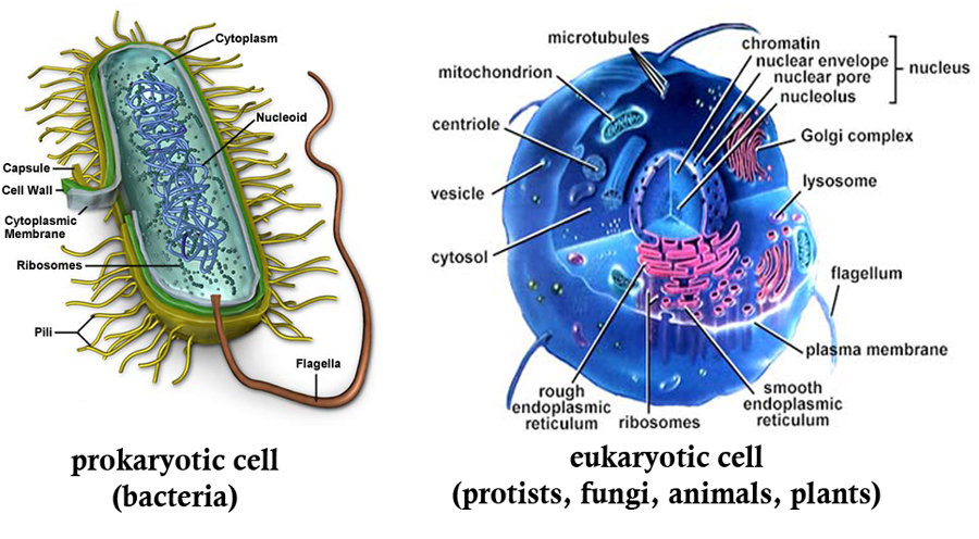 Picture showing prokaryote and eukaryote cell structure.