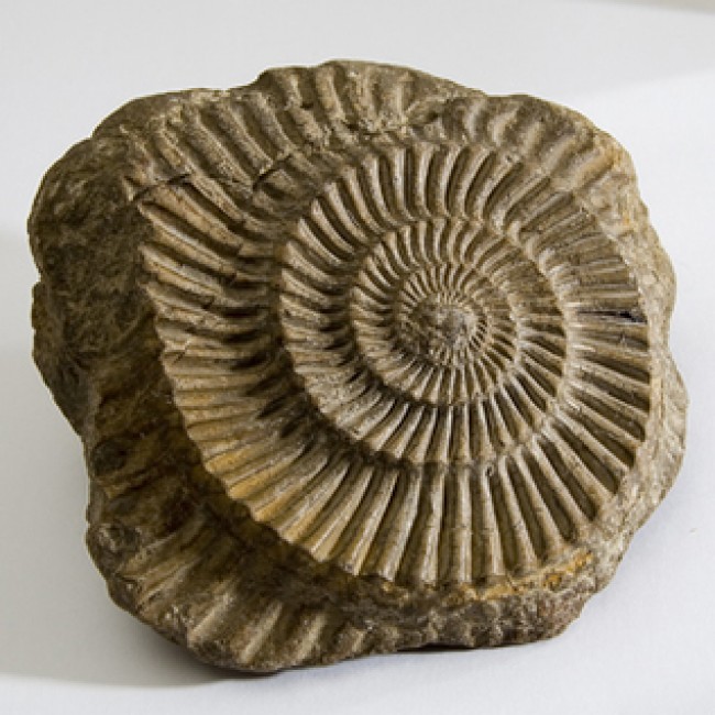 Image of a stone fossil.