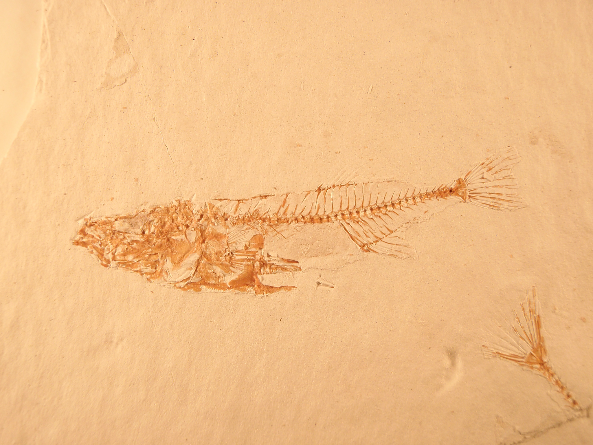 Image of a sticklefish fossil.