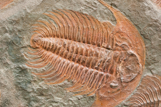 Picture of a trilobite fossil.