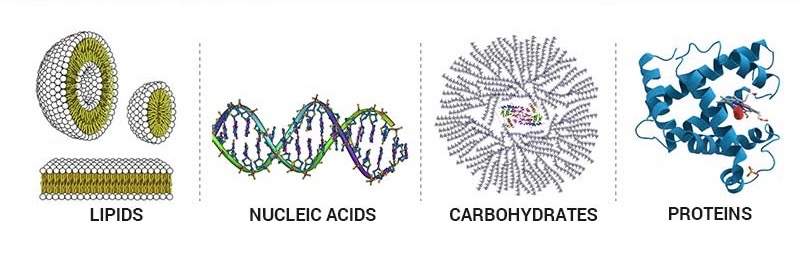 The structure of the four biomolecules of life: lipids, nucleic acids, carbohydrates, and proteins are shown. 